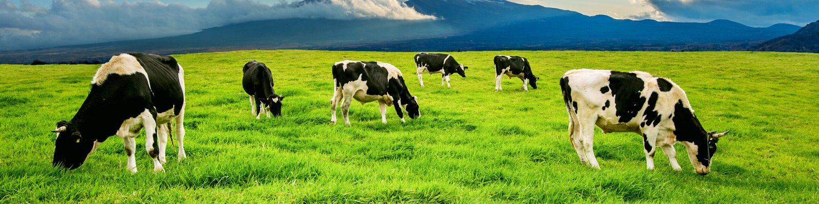 Landing page image Landing page_Azhari Farms